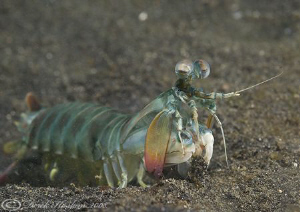 Peacock Mantis shrimp. Lembeh straits. D200, 60mm. by Derek Haslam 